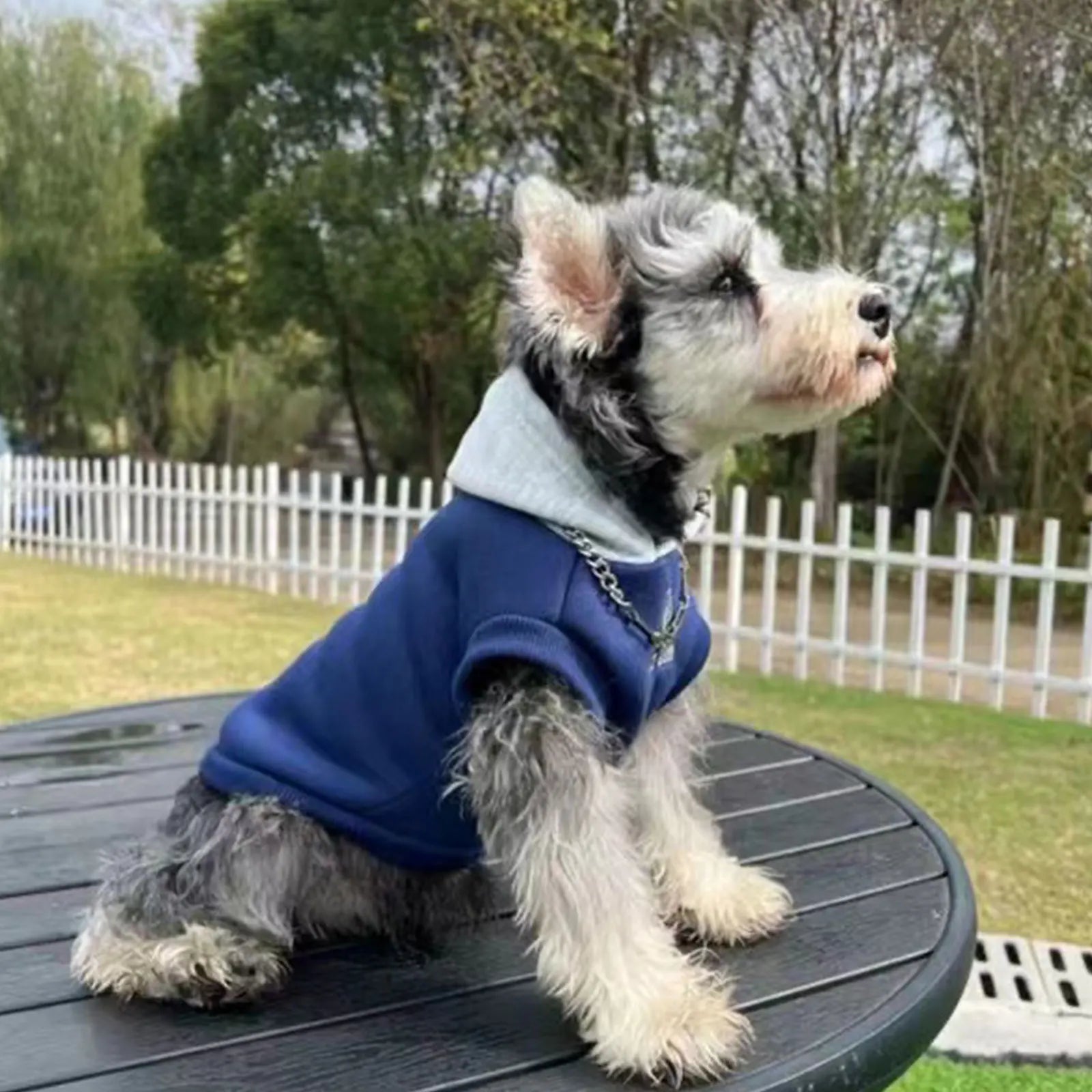 Moletom Pet Hodie